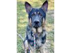 Adopt Sawyer a Black German Shepherd Dog / Mixed dog in Anderson, IN (39081982)