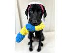 Adopt Acapulco a Black Labrador Retriever / Mixed dog in Picayune, MS (37158091)