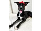 Adopt Gretchen a Black Catahoula Leopard Dog / Mixed Breed (Medium) / Mixed