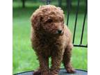 Labradoodle Puppy for sale in Myersville, MD, USA