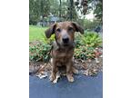 Adopt Fearne - IN FOSTER a Brown/Chocolate Mixed Breed (Small) / Mixed dog in