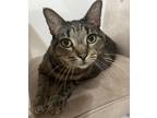 Adopt Marisol a All Black Domestic Shorthair / Domestic Shorthair / Mixed cat in