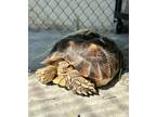 Adopt Edith a Turtle - Other / Turtle - Other / Mixed reptile, amphibian