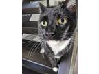 Adopt Boots a All Black Domestic Shorthair / Domestic Shorthair / Mixed cat in