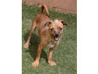Adopt Roger a Brindle Terrier (Unknown Type, Small) / Mixed dog in Sedona