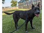 Adopt Skylar a Black Shepherd (Unknown Type) / Mixed dog in Carrollton
