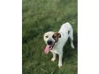 Adopt Bambam a White Australian Cattle Dog / Mixed Breed (Large) / Mixed dog in