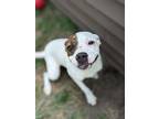 Adopt Pebbles a White American Pit Bull Terrier / Mixed dog in Danville