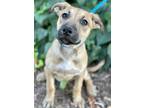 Adopt Fiona a Tan/Yellow/Fawn Shepherd (Unknown Type) / Mixed dog in Red Bluff