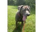 Adopt Cliff a Brindle Weimaraner / Mixed dog in Columbus, IN (38997676)
