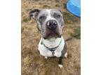 Adopt Adonis a Gray/Blue/Silver/Salt & Pepper American Pit Bull Terrier /