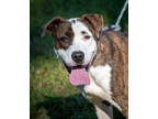 Adopt Margo a Brindle Mixed Breed (Medium) / Mixed dog in Greenwood