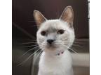 Adopt Mackie a Cream or Ivory Siamese / Domestic Shorthair / Mixed cat in