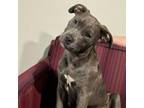 Adopt Punkin a Staffordshire Bull Terrier