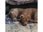 Adopt Lila a Staffordshire Bull Terrier