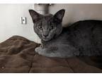 Adopt Storm a Gray or Blue Domestic Shorthair / Domestic Shorthair / Mixed cat
