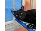 Adopt Skippy a All Black Domestic Shorthair / Domestic Shorthair / Mixed cat in