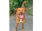 Adopt Susie a Red/Golden/Orange/Chestnut Shepherd (Unknown Type) / Mixed dog in