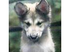 Adopt Koda a Tan/Yellow/Fawn Shepherd (Unknown Type) / Husky / Mixed dog in Casa