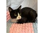 Adopt Nima a All Black Domestic Shorthair / Domestic Shorthair / Mixed cat in