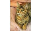 Adopt Kiwi a Brown or Chocolate Domestic Shorthair / Domestic Shorthair / Mixed