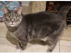 Adopt Xena a Gray or Blue Domestic Shorthair / Domestic Shorthair / Mixed cat in