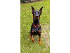 Adopt Walker a Black Doberman Pinscher / Mixed dog in Huntingdon, PA (38993929)