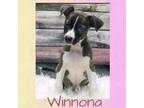 Adopt Winnona a Brown/Chocolate American Staffordshire Terrier / Mixed dog in