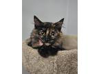 Adopt Meg a Brown Tabby Domestic Shorthair (long coat) cat in St.