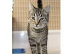 Adopt Cherry a Gray or Blue Domestic Shorthair / Domestic Shorthair / Mixed cat