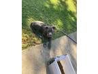 Adopt Mc Ruff a Gray/Blue/Silver/Salt & Pepper American Pit Bull Terrier / Mixed