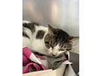 Adopt Sun a White Domestic Shorthair / Domestic Shorthair / Mixed cat in