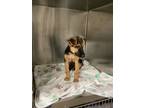 Adopt Delta a Black German Shepherd Dog / Mixed dog in Fort Worth, TX (39060977)