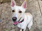 Adopt Beauty a Tan/Yellow/Fawn Shepherd (Unknown Type) / Mixed dog in Columbia