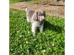 Newfoundland Puppy for sale in Trappe, MD, USA