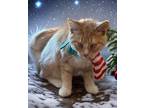 Adopt Matt a Orange or Red Domestic Shorthair / Domestic Shorthair / Mixed cat