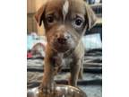 Adopt Winnie a Brown/Chocolate Carolina Dog / Mixed dog in Columbia