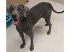 Adopt Kylee a Gray/Blue/Silver/Salt & Pepper Blue Lacy/Texas Lacy / Mixed dog in