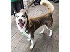 Adopt Norton a Brown/Chocolate Husky / Mixed dog in Mesquite, TX (39065720)