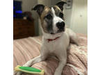 Adopt Darlene Dee a White Mixed Breed (Large) / Mixed dog in Kansas City