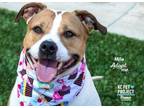 Adopt Mila a Brown/Chocolate American Pit Bull Terrier / Mixed dog in Kansas