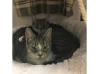 Adopt Jackie a Gray or Blue Domestic Shorthair / Domestic Shorthair / Mixed cat