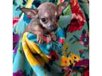 Chihuahua Puppy for sale in Banner Elk, NC, USA