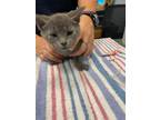 Adopt Harper a Gray or Blue Domestic Shorthair / Domestic Shorthair / Mixed cat