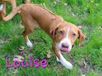 Adopt Louise a Rhodesian Ridgeback