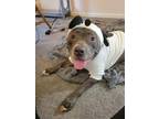 Adopt Merriweather a Gray/Blue/Silver/Salt & Pepper American Pit Bull Terrier /