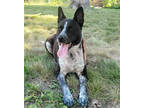 Adopt Quebec a Black Australian Cattle Dog / Mixed dog in Kansas City