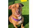 Adopt Buster a Tan/Yellow/Fawn American Pit Bull Terrier / Dachshund / Mixed dog