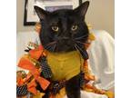 Adopt Beethoven a All Black Domestic Shorthair / Domestic Shorthair / Mixed cat