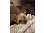 Adopt Helen a Yorkshire Terrier